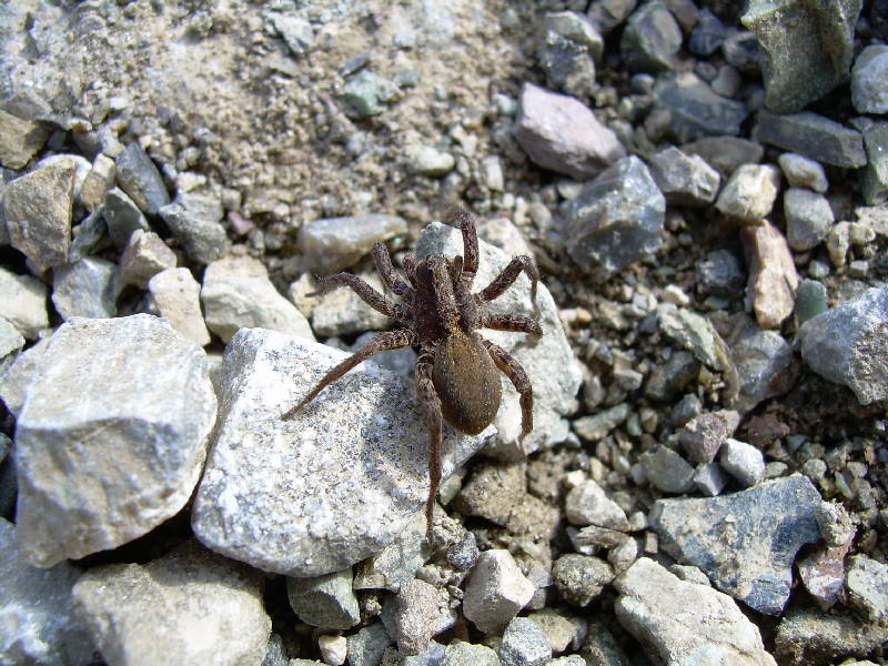 piccolo Lycosiidae